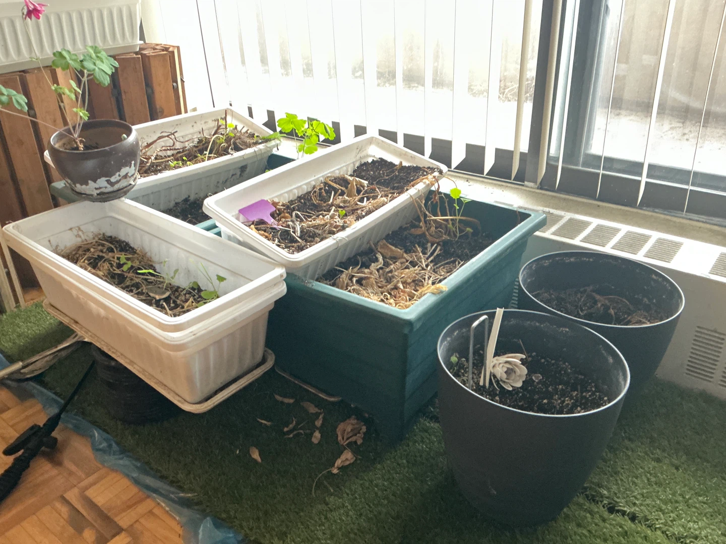 Free Garden Pots + Wildflowers + Balcony Planters - photo 3