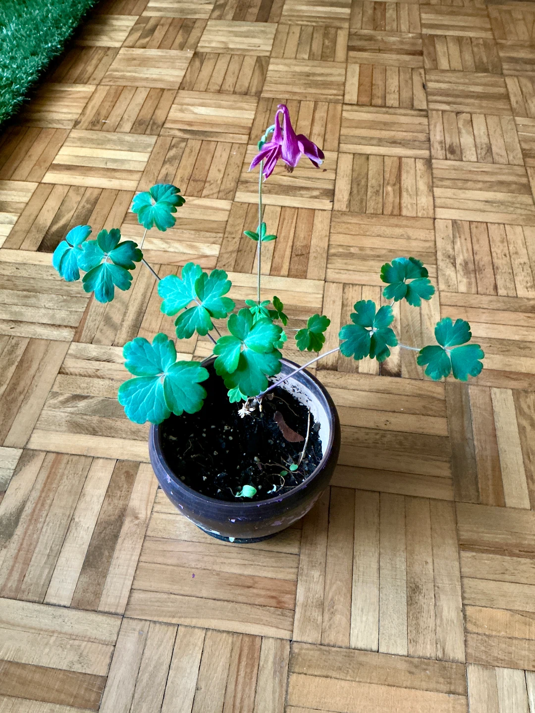 Free Garden Pots + Wildflowers + Balcony Planters