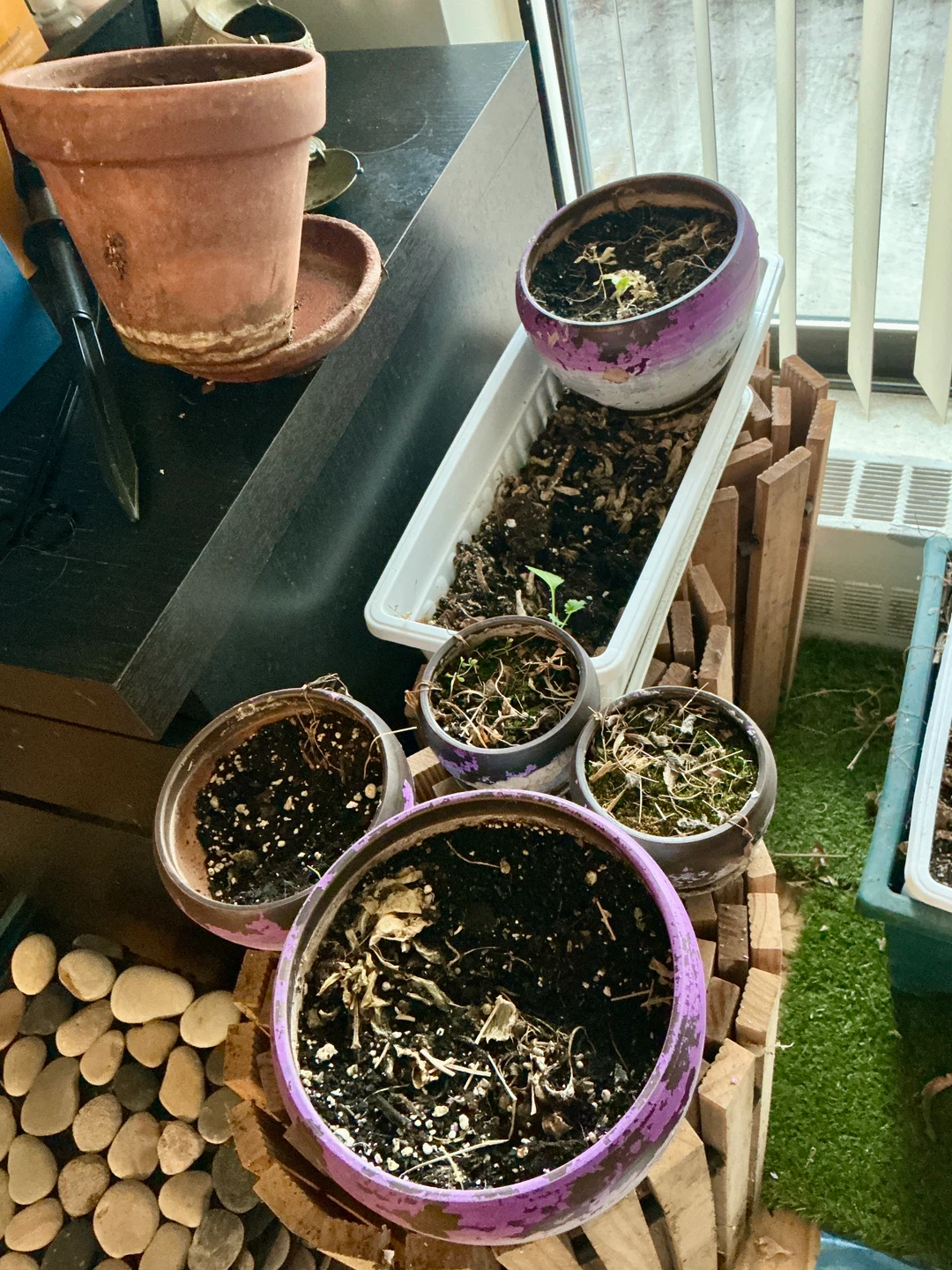 Free Garden Pots + Wildflowers + Balcony Planters - photo 2