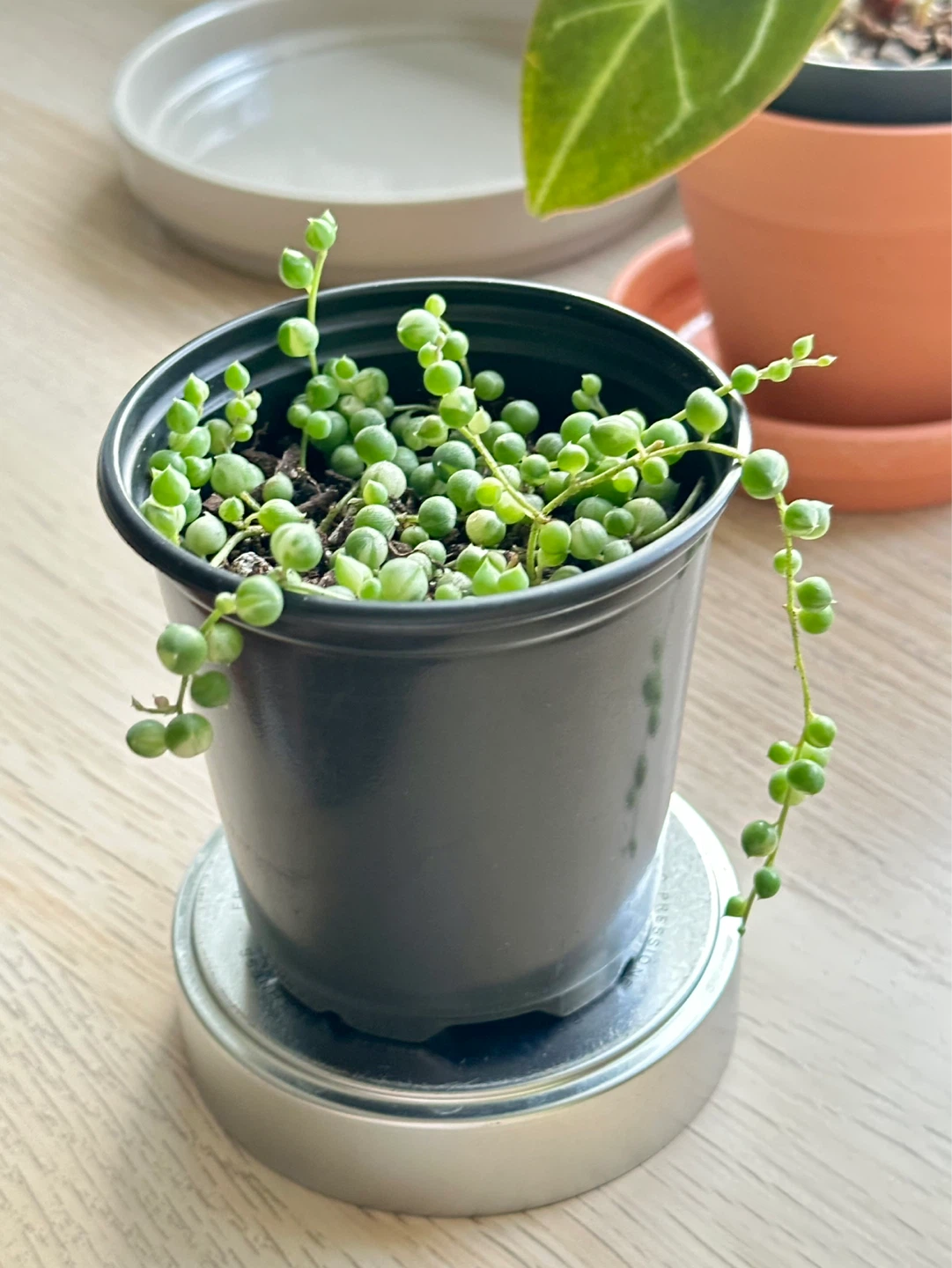String of Pearls Variegata (Senecio Marble) Plant - photo 2
