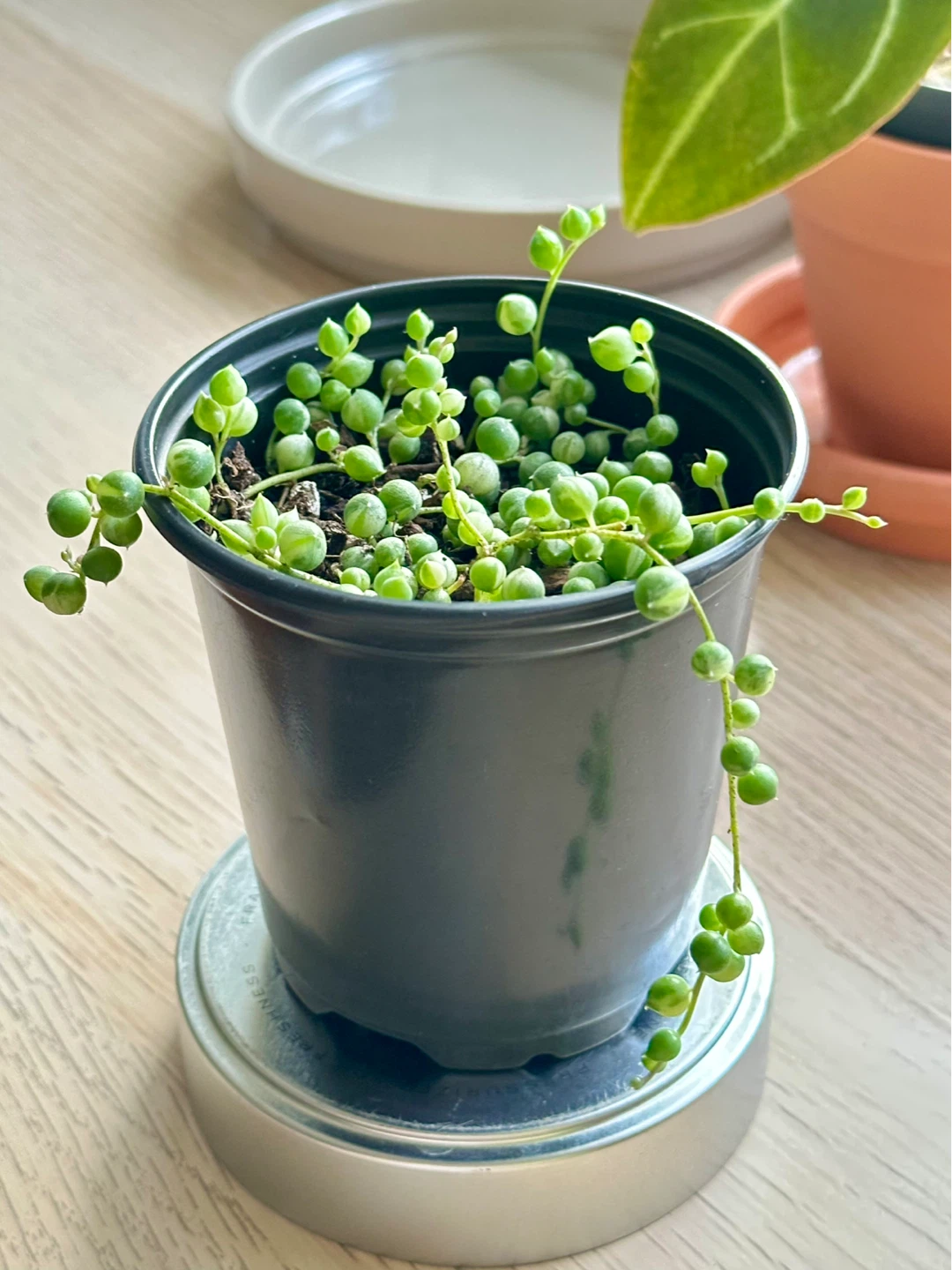 String of Pearls Variegata (Senecio Marble) Plant