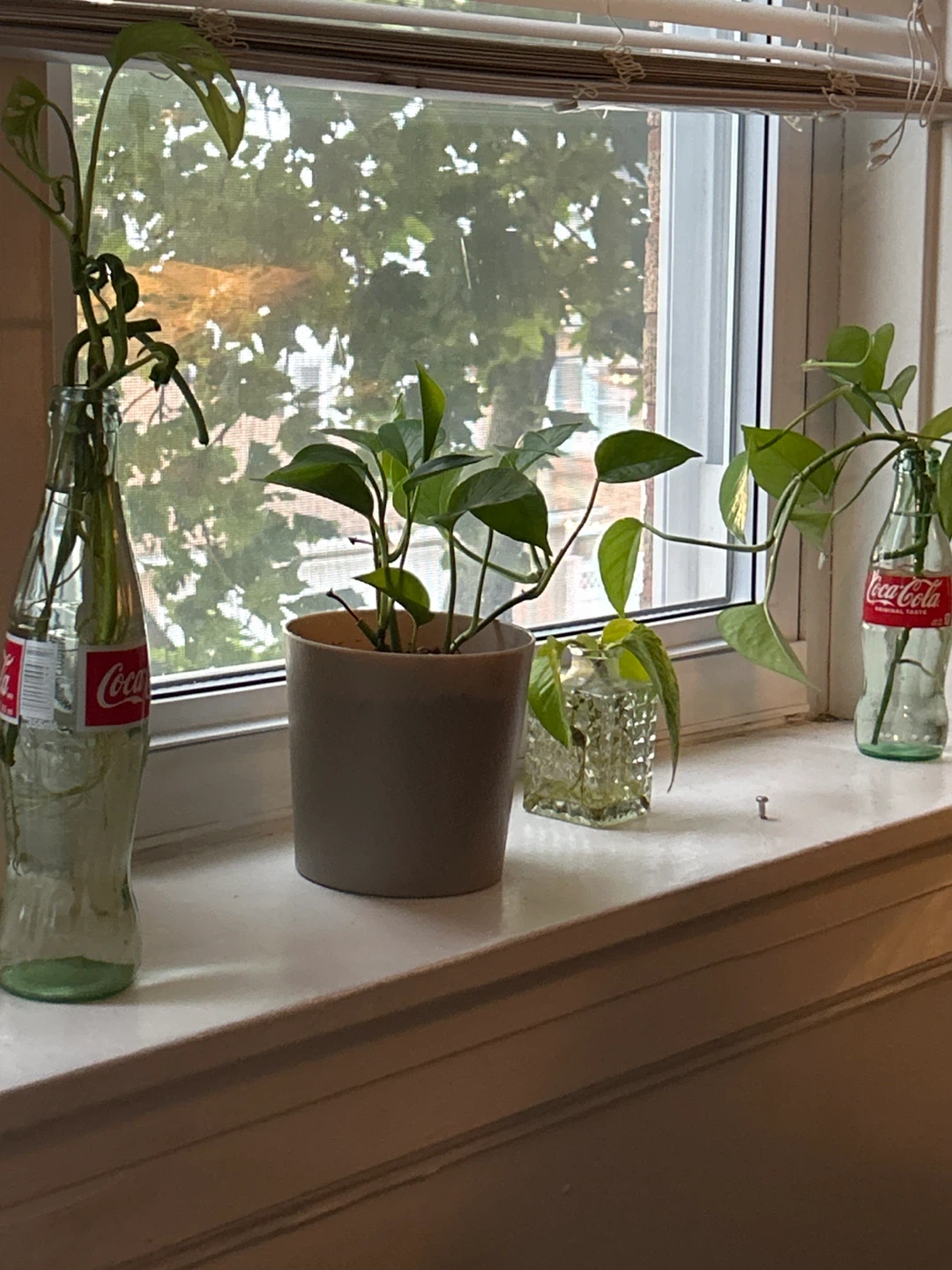Assorted Plant Cuttings in Recycled Bottles - photo 3