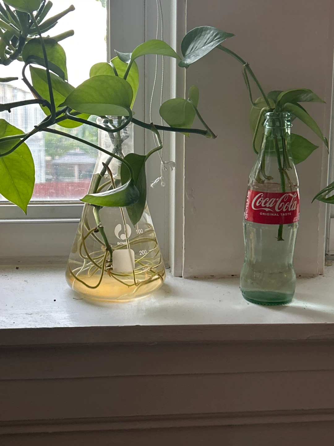 Assorted Plant Cuttings in Recycled Bottles - photo 2