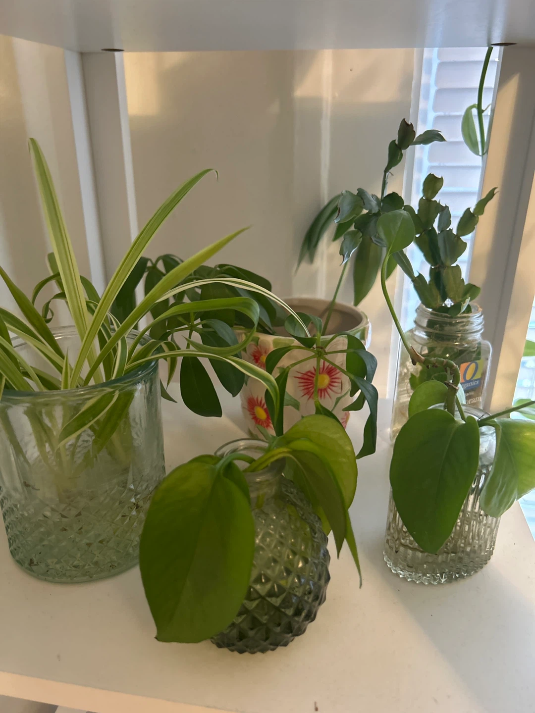 Assorted Plant Cuttings in Recycled Bottles - photo 5