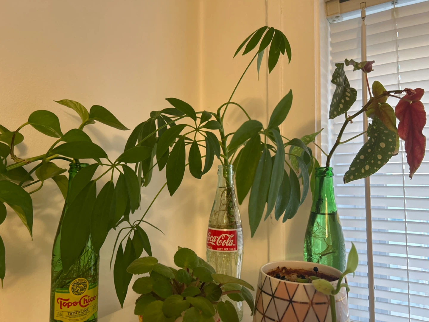 Assorted Plant Cuttings in Recycled Bottles - photo 4