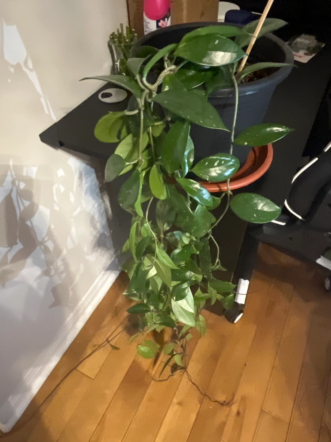 Hoya Carnosa Plant