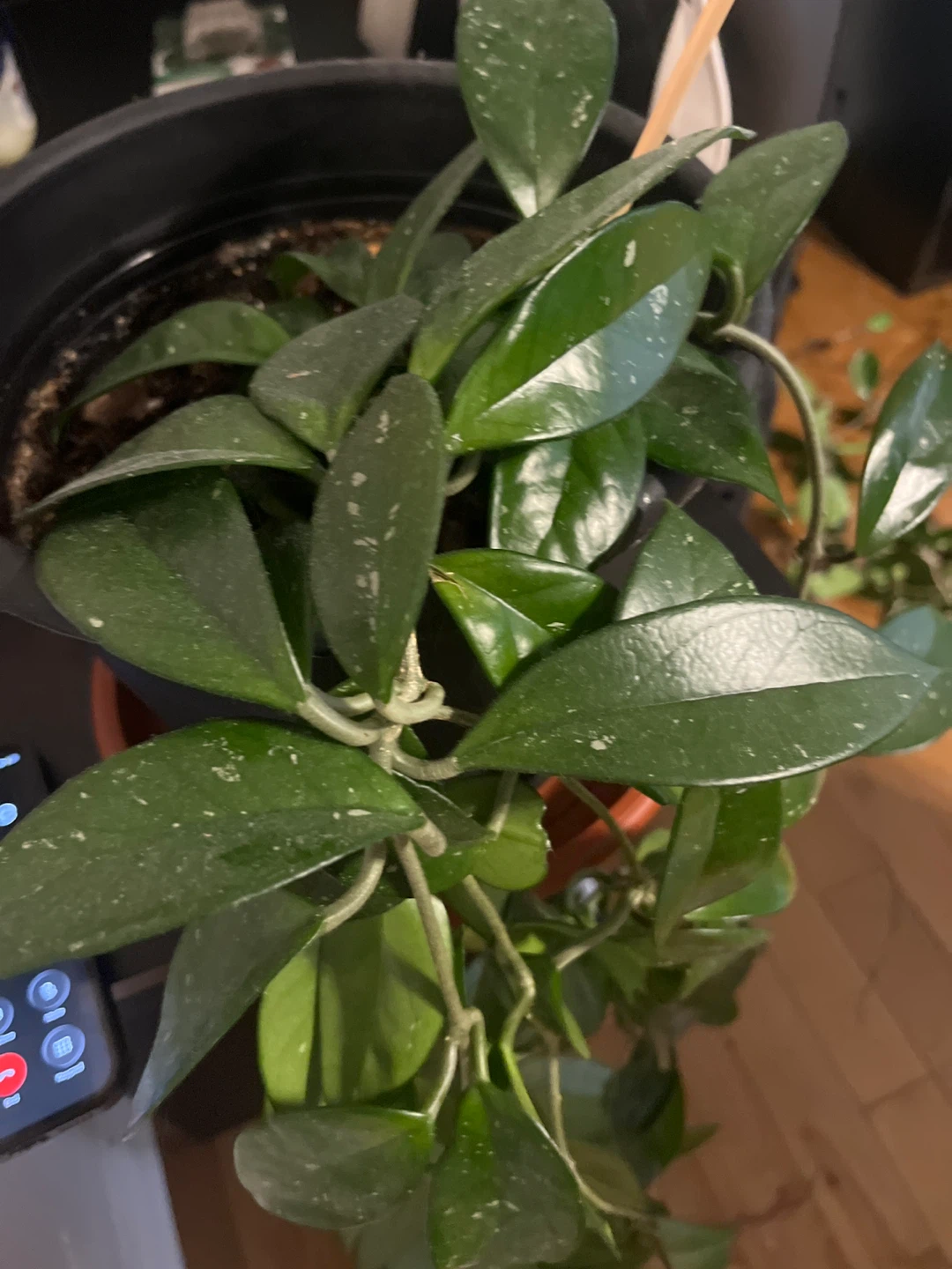 Hoya Carnosa Plant - photo 2