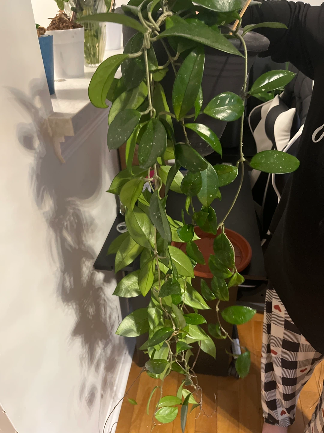 Hoya Carnosa Plant - photo 3