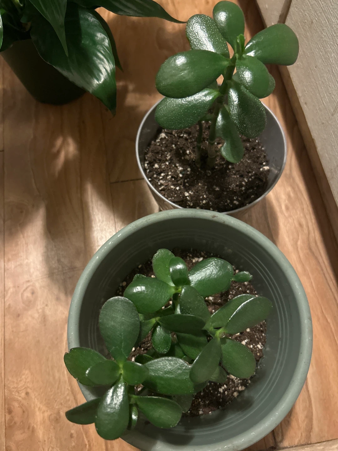 Two Jade Plants in Pots  for $9