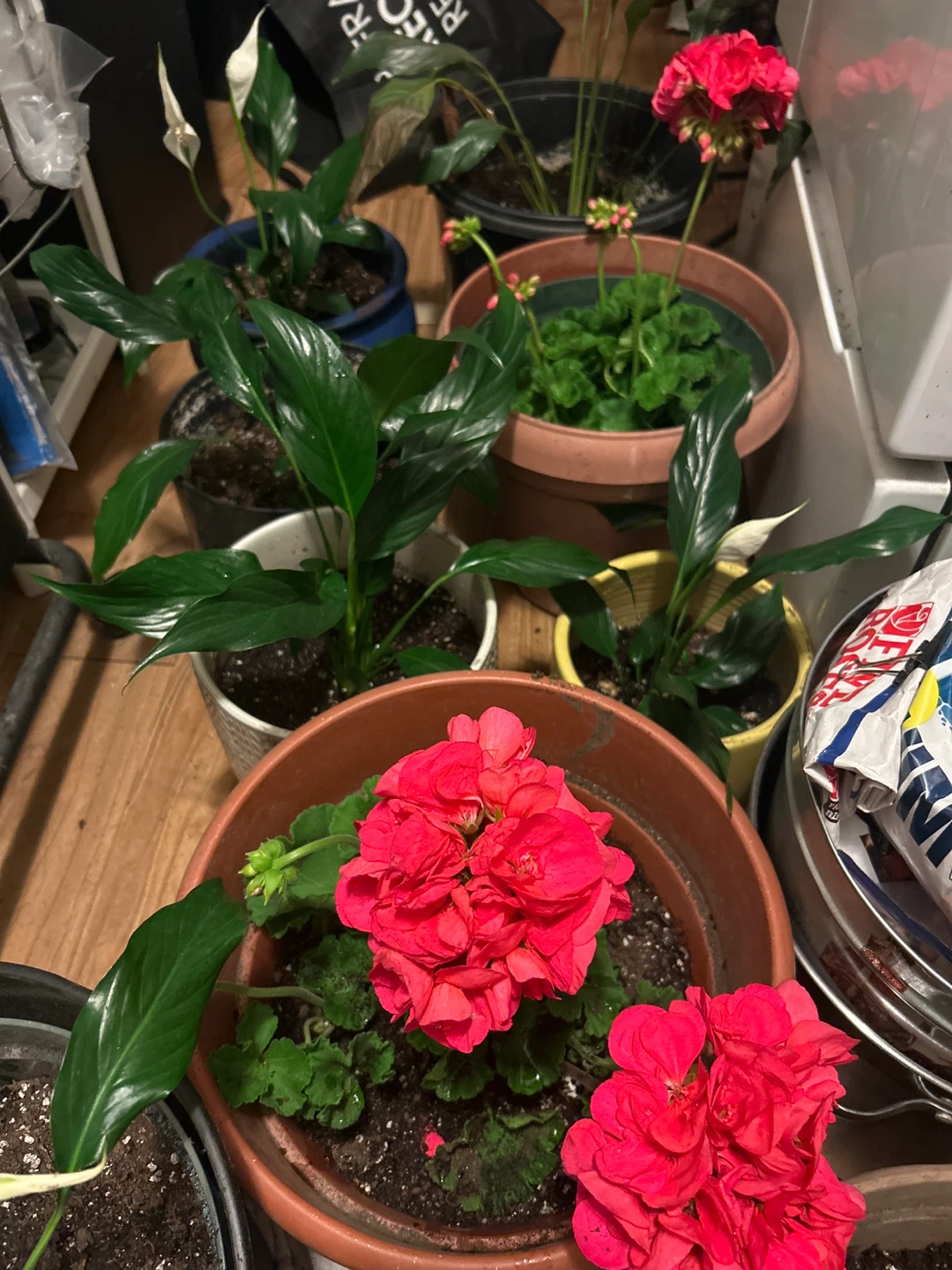 Assorted Potted Plants - Geraniums and Peace Lily - photo 2