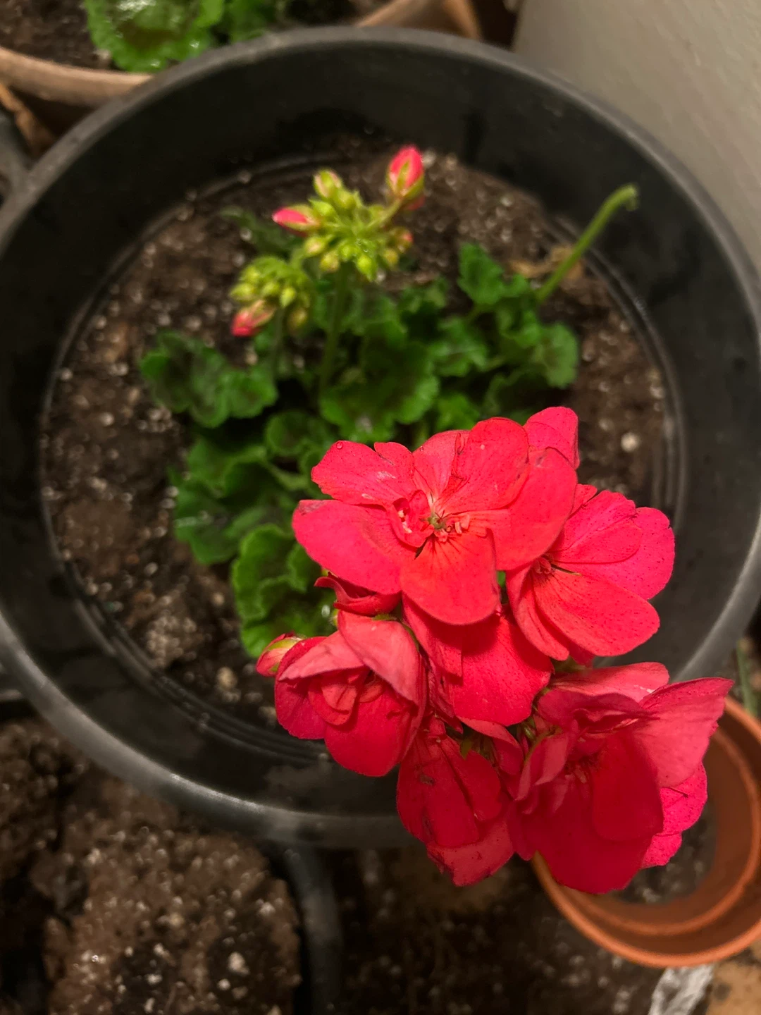 Assorted Potted Plants - Geraniums and Peace Lily