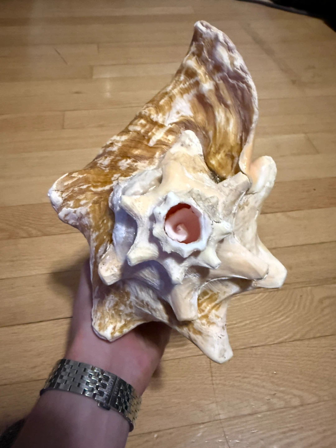 Large Natural Conch Shell / Horn Shell - photo 2