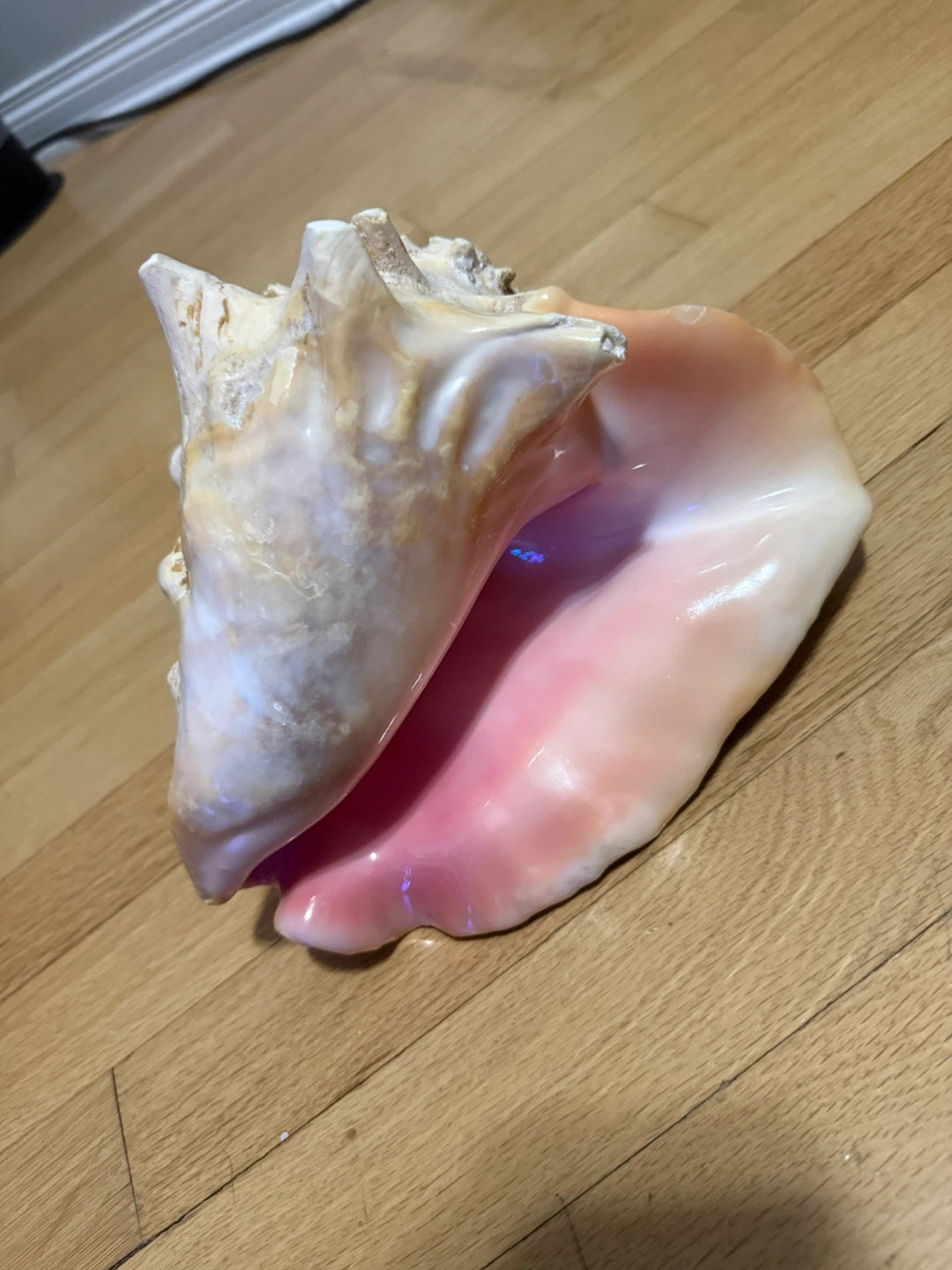 Large Natural Conch Shell / Horn Shell