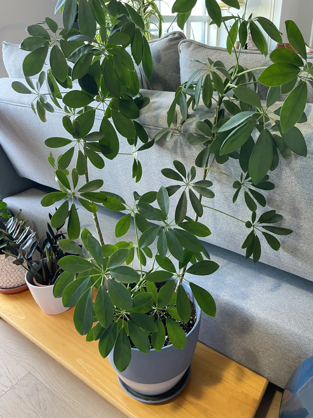 Schefflera Plant in Grey Pot