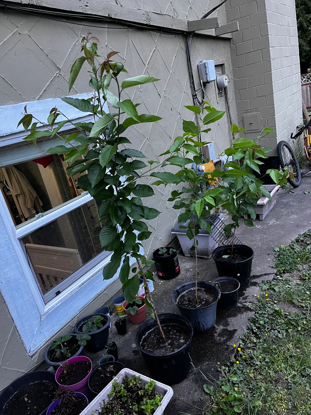 Cherry Tree in Pots - photo 3