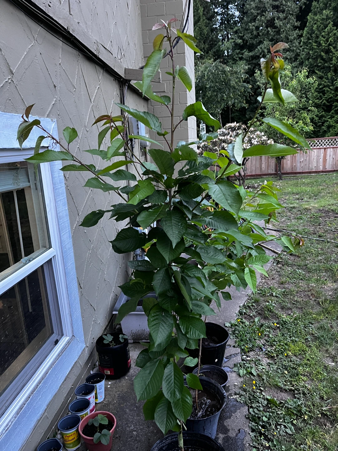 Cherry Tree in Pots
