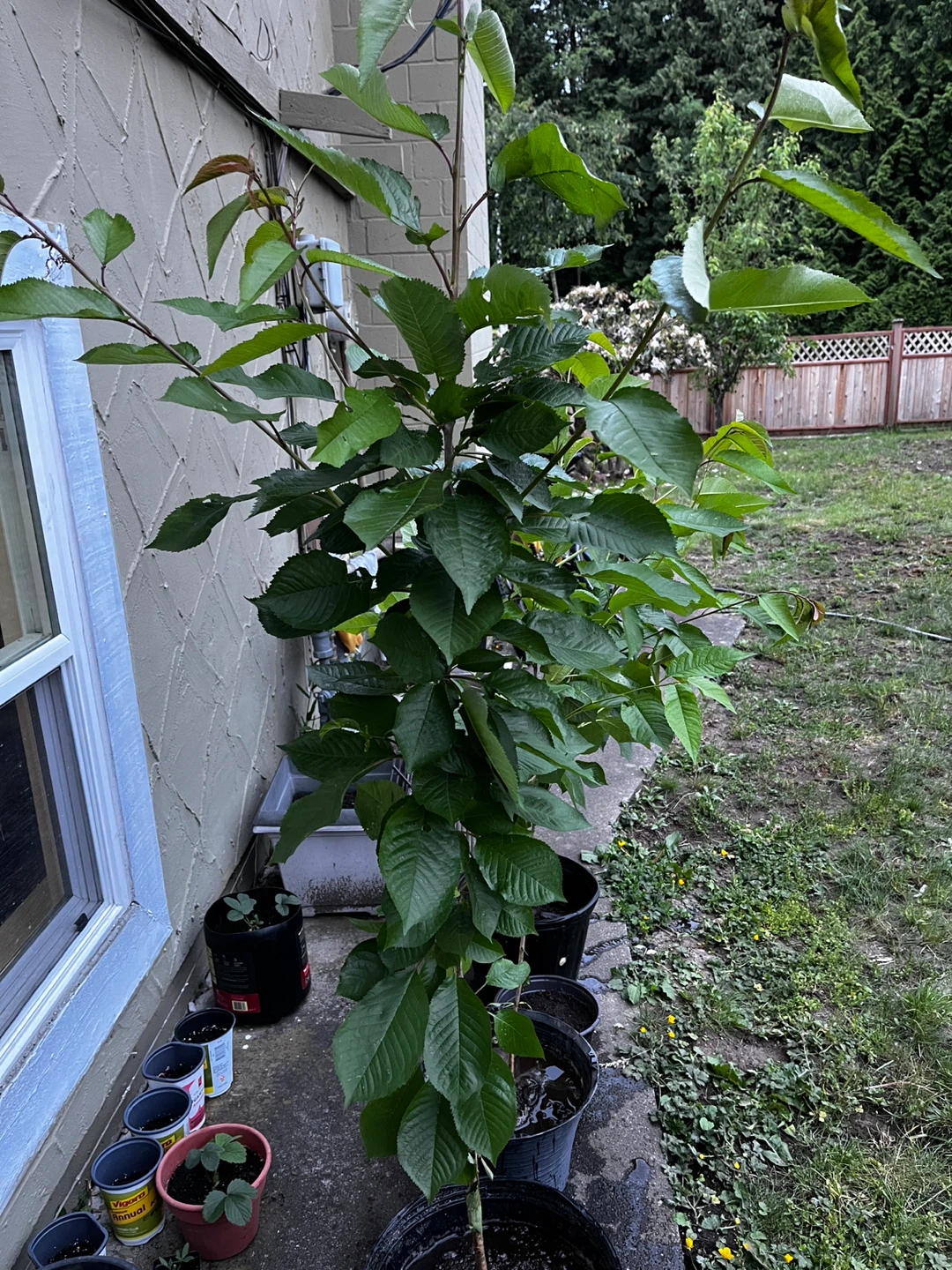 Cherry Tree in Pots - photo 2