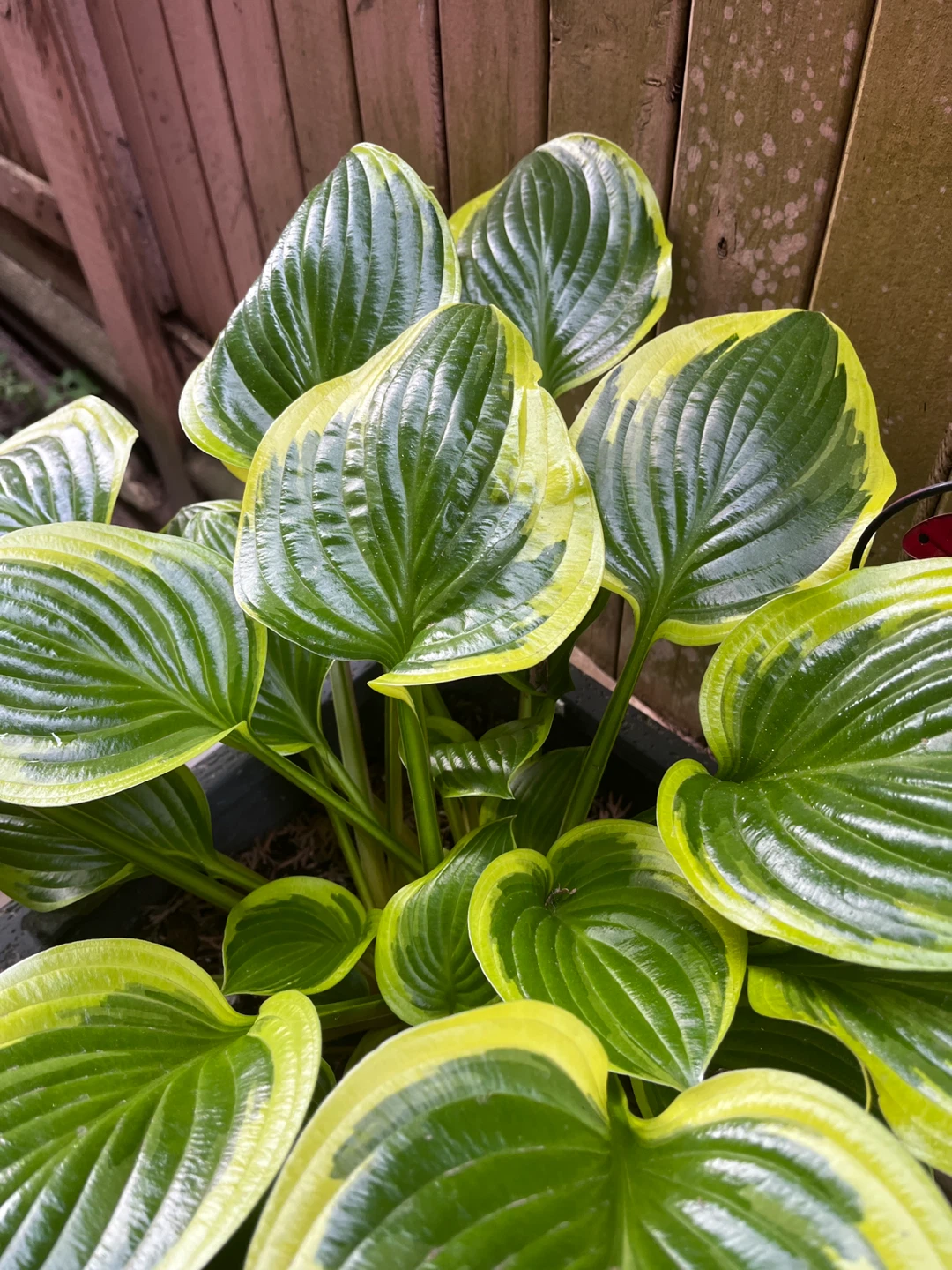 Hosta Plants - Assorted Varieties