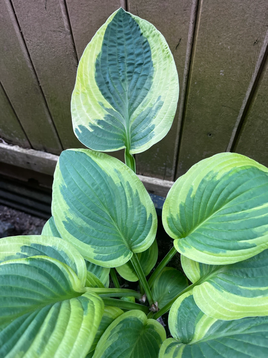 Hosta Plants - Assorted Varieties - photo 2