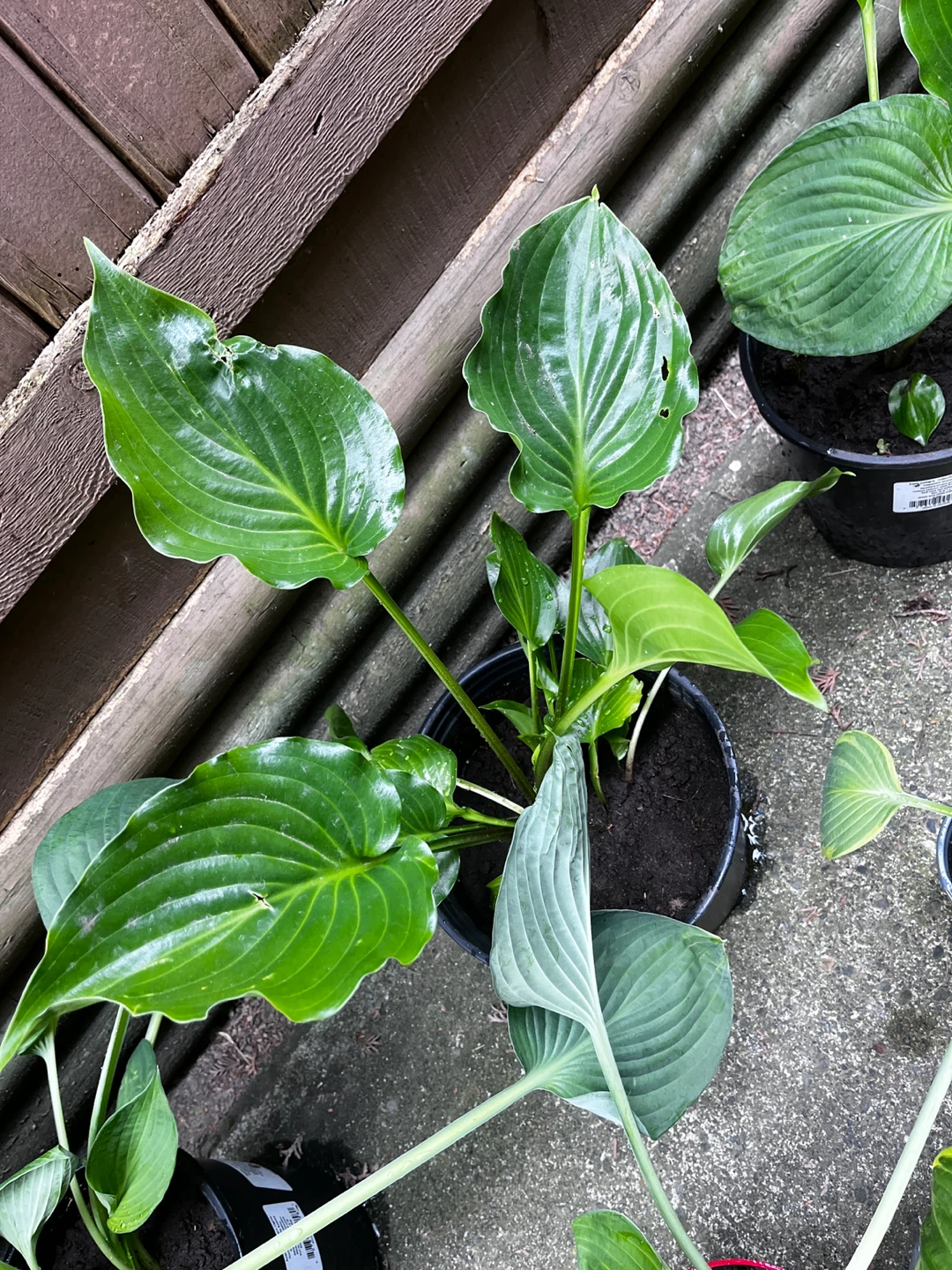 Hosta Plants - Assorted Varieties - photo 5