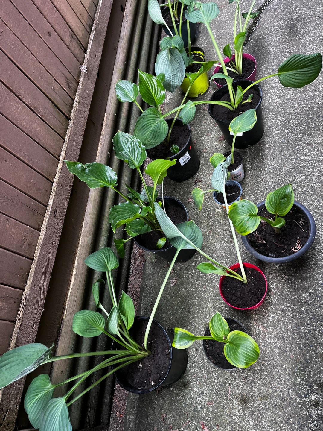 Hosta Plants - Assorted Varieties - photo 4