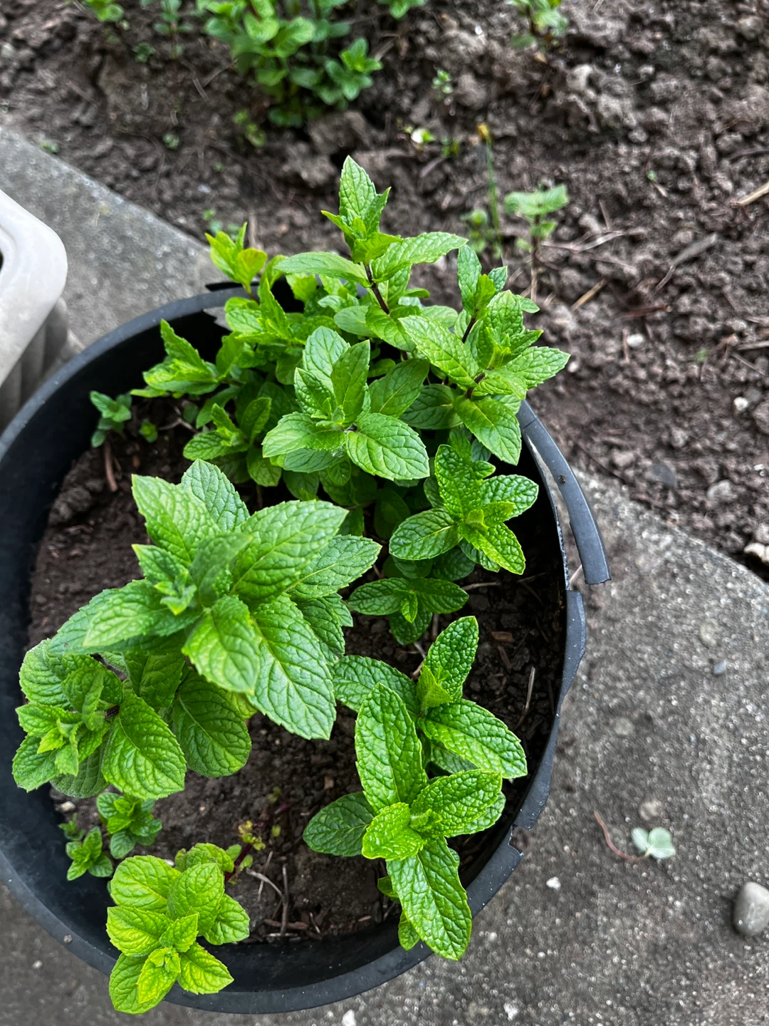 Fresh Mint Plant