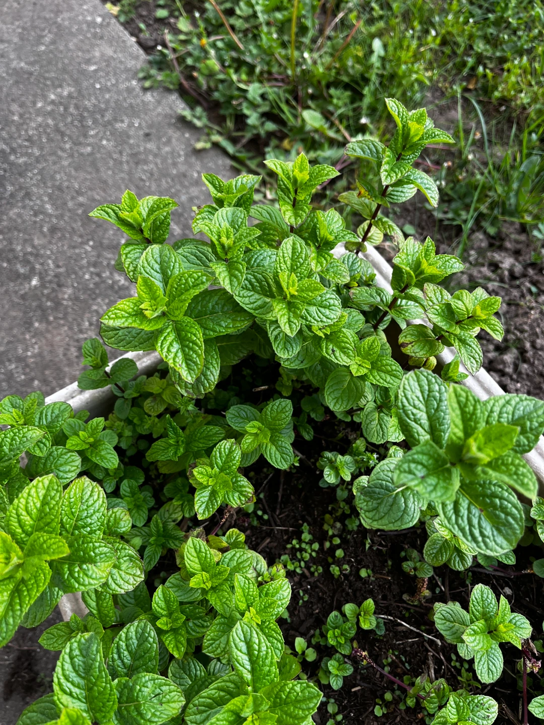 Fresh Mint Plant - photo 3