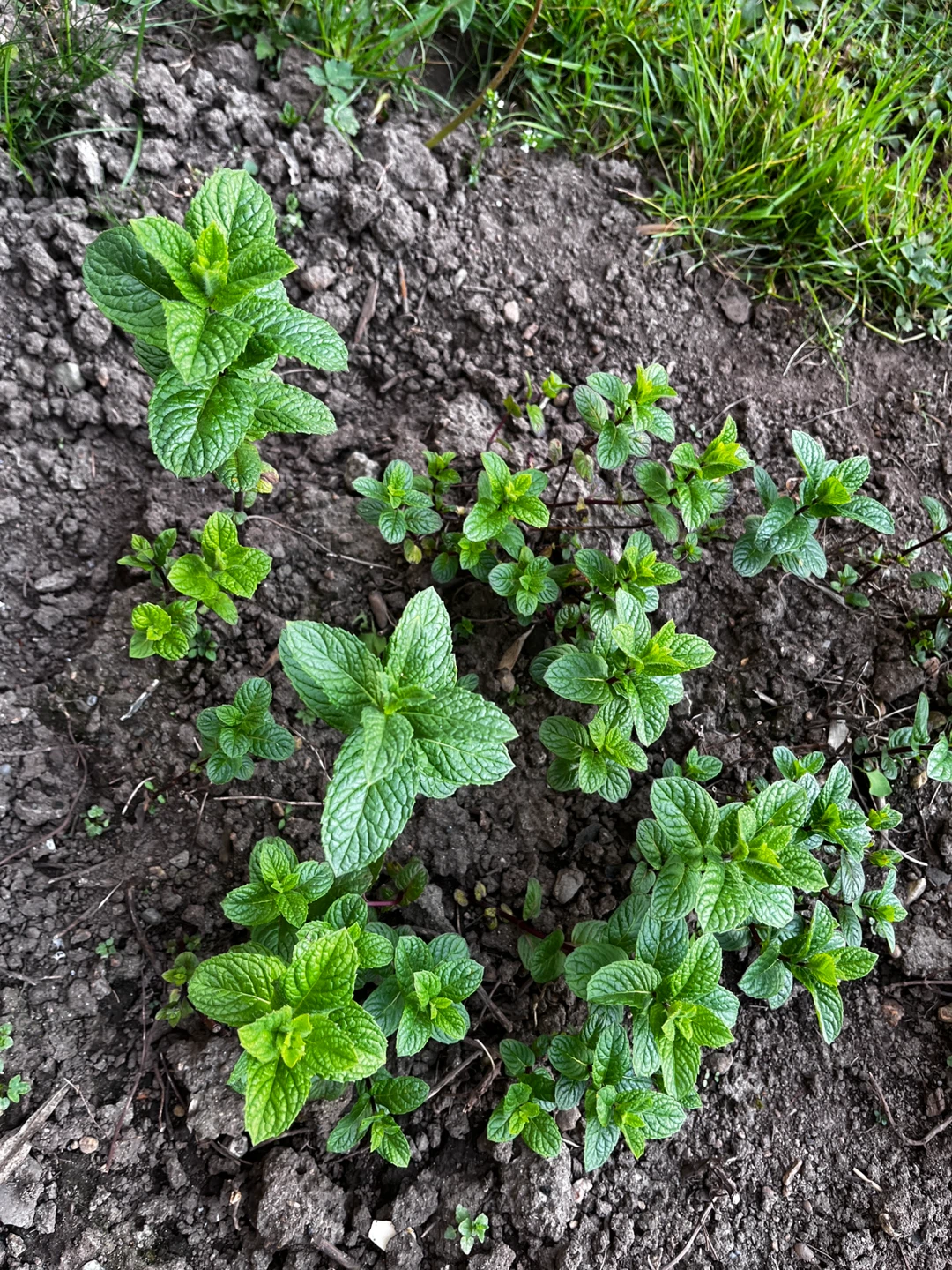 Fresh Mint Plant - photo 2