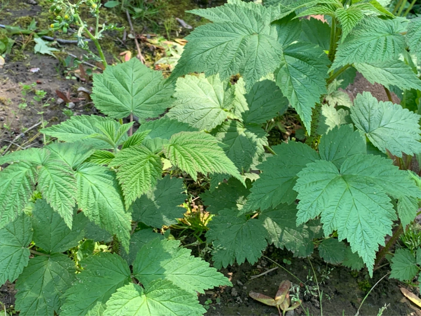 Raspberry Plant Starts - photo 3