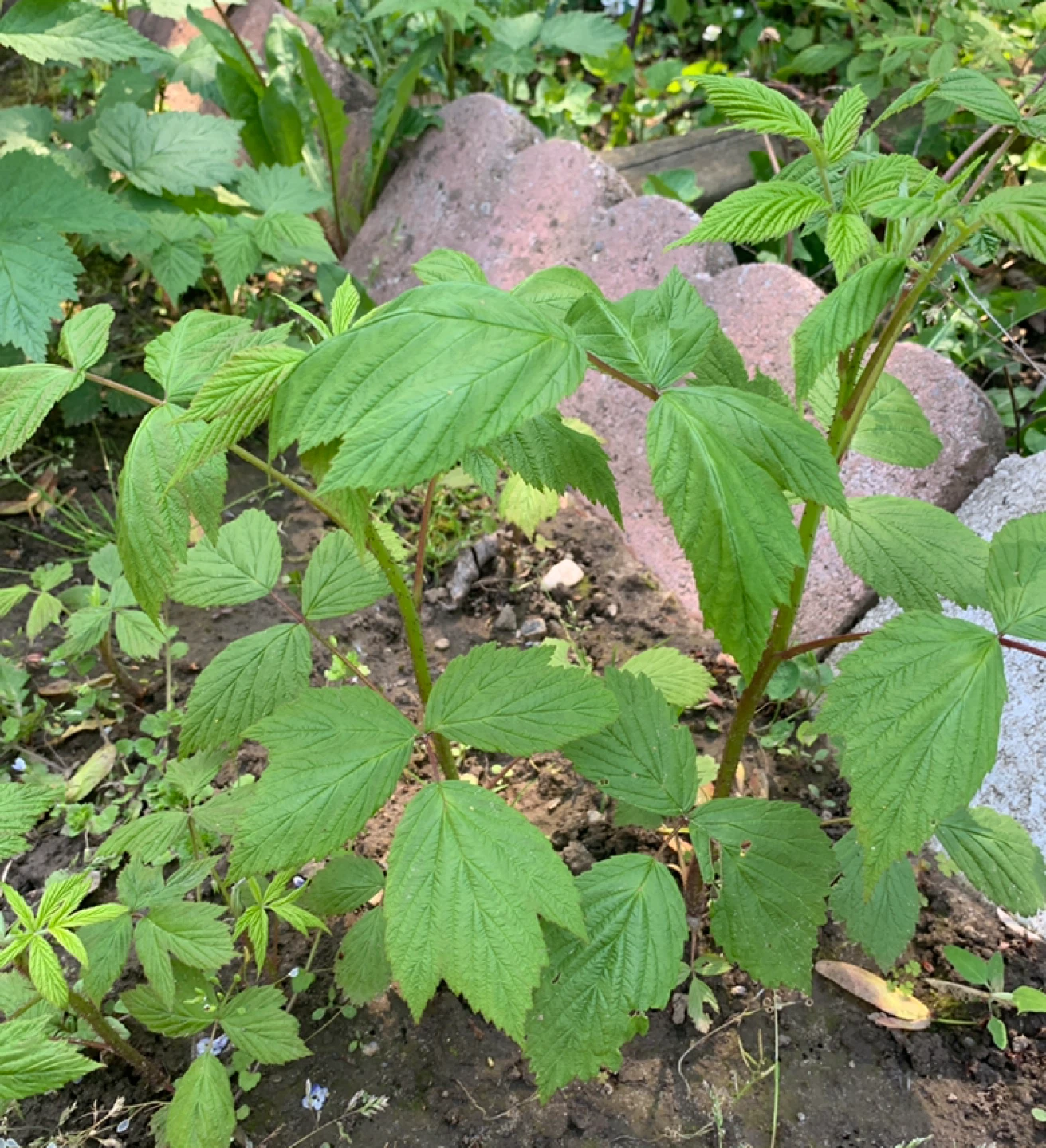 Raspberry Plant Starts