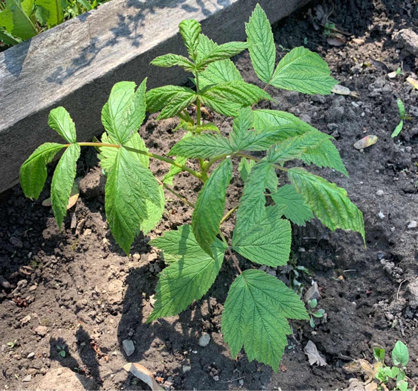 Raspberry Plant Starts - photo 2