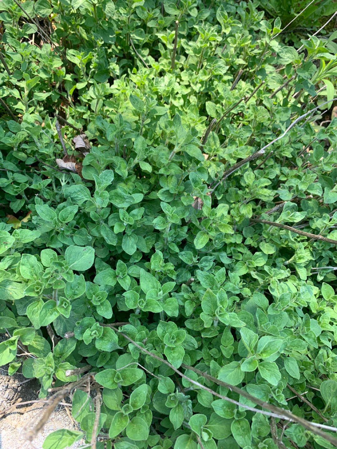 Fresh Oregano Plant - photo 2