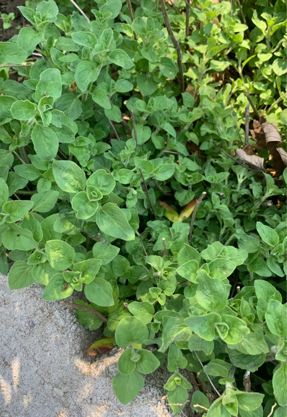 Fresh Oregano Plant