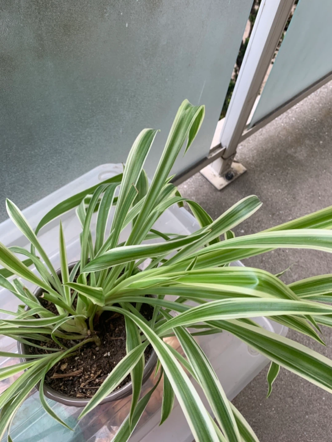 Spider plant - photo 2
