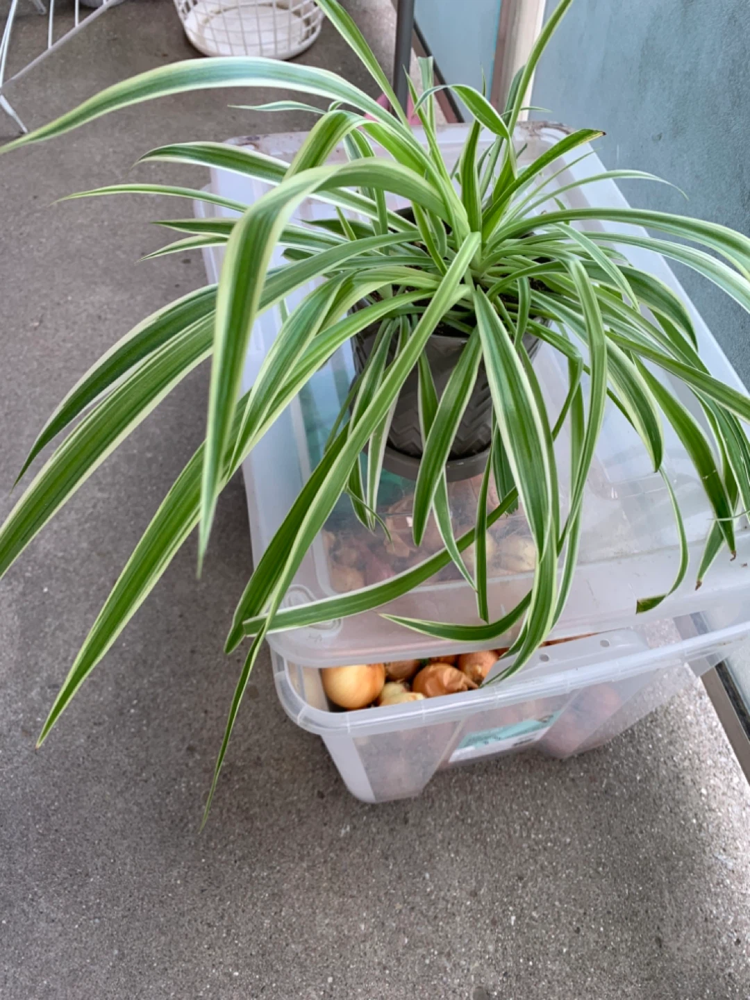 Spider plant