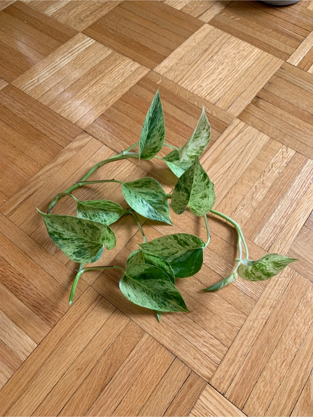 Marble Queen Pothos Cuttings