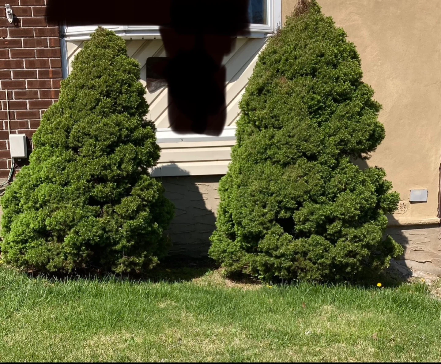 Two Alberta spruce
