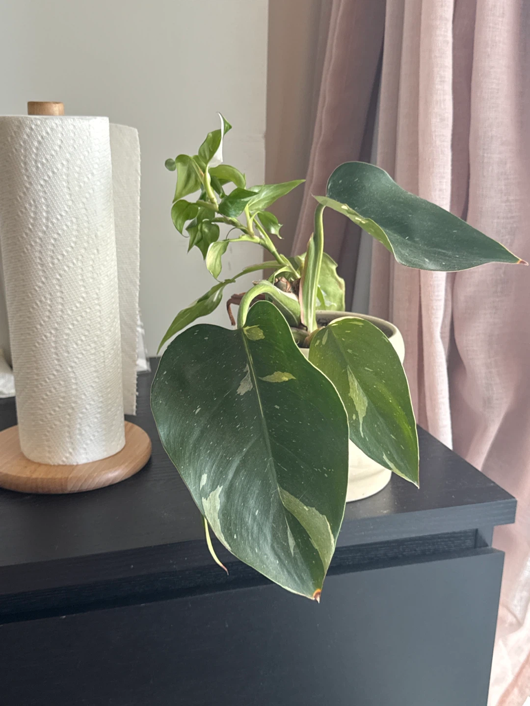 Variegated Philodendron Plant in Ceramic Pot