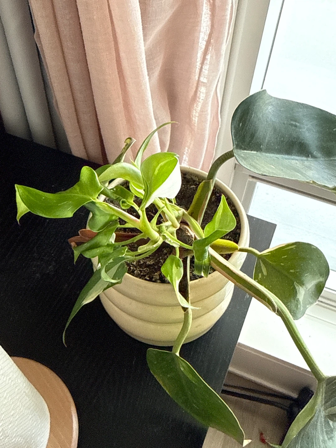 Variegated Philodendron Plant in Ceramic Pot - photo 2