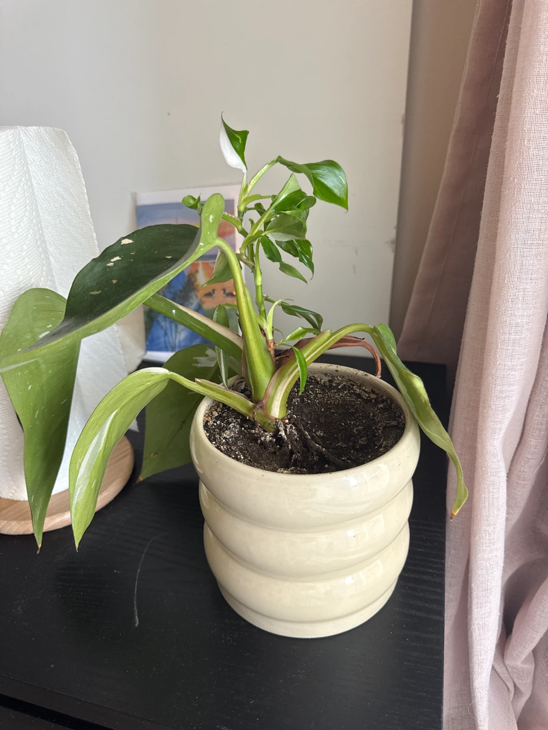 Variegated Philodendron Plant in Ceramic Pot - photo 3