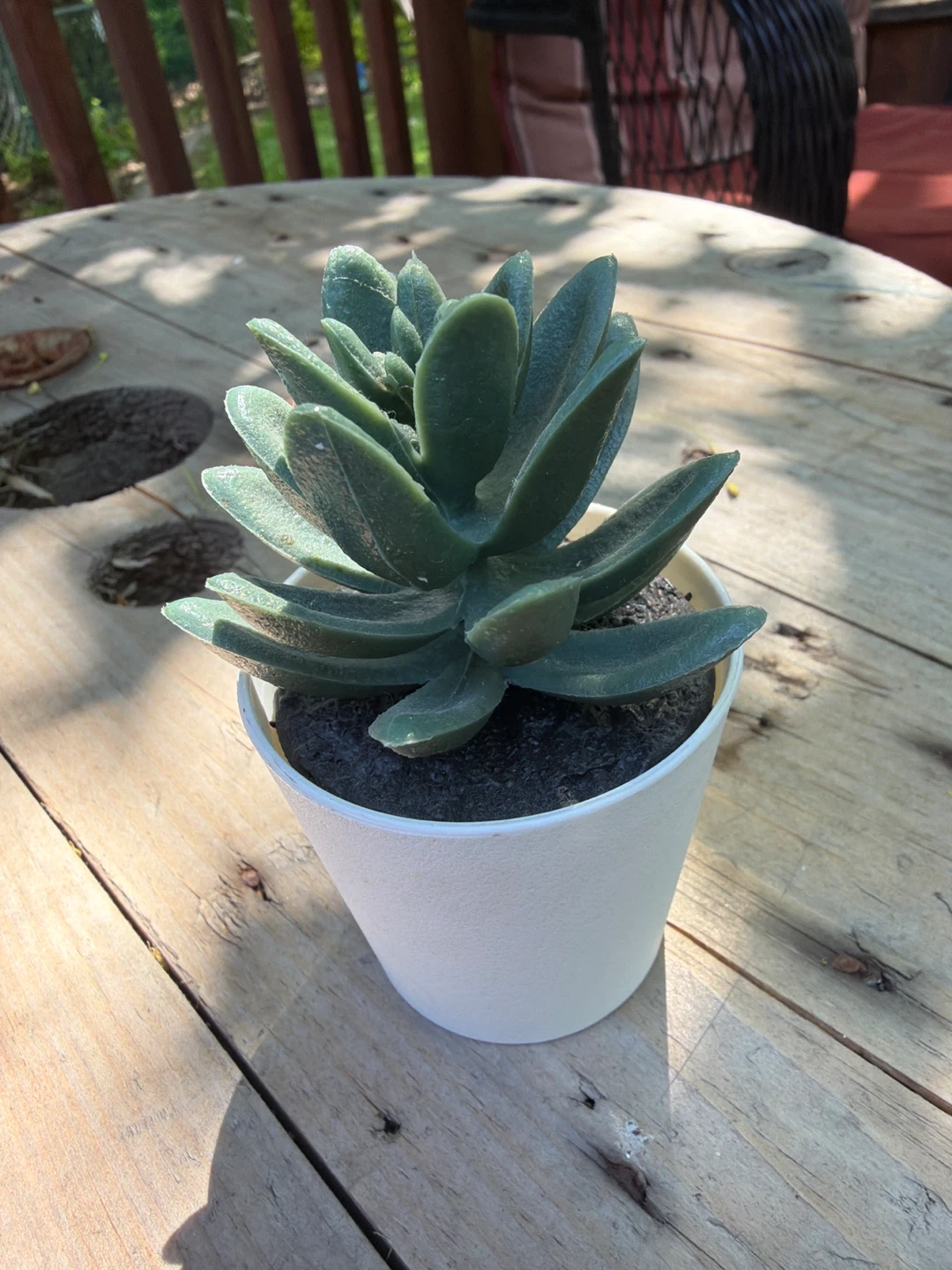Faux Succulent Plant in White Pot - photo 3