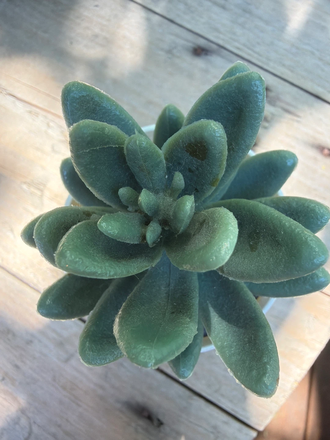 Faux Succulent Plant in White Pot - photo 4