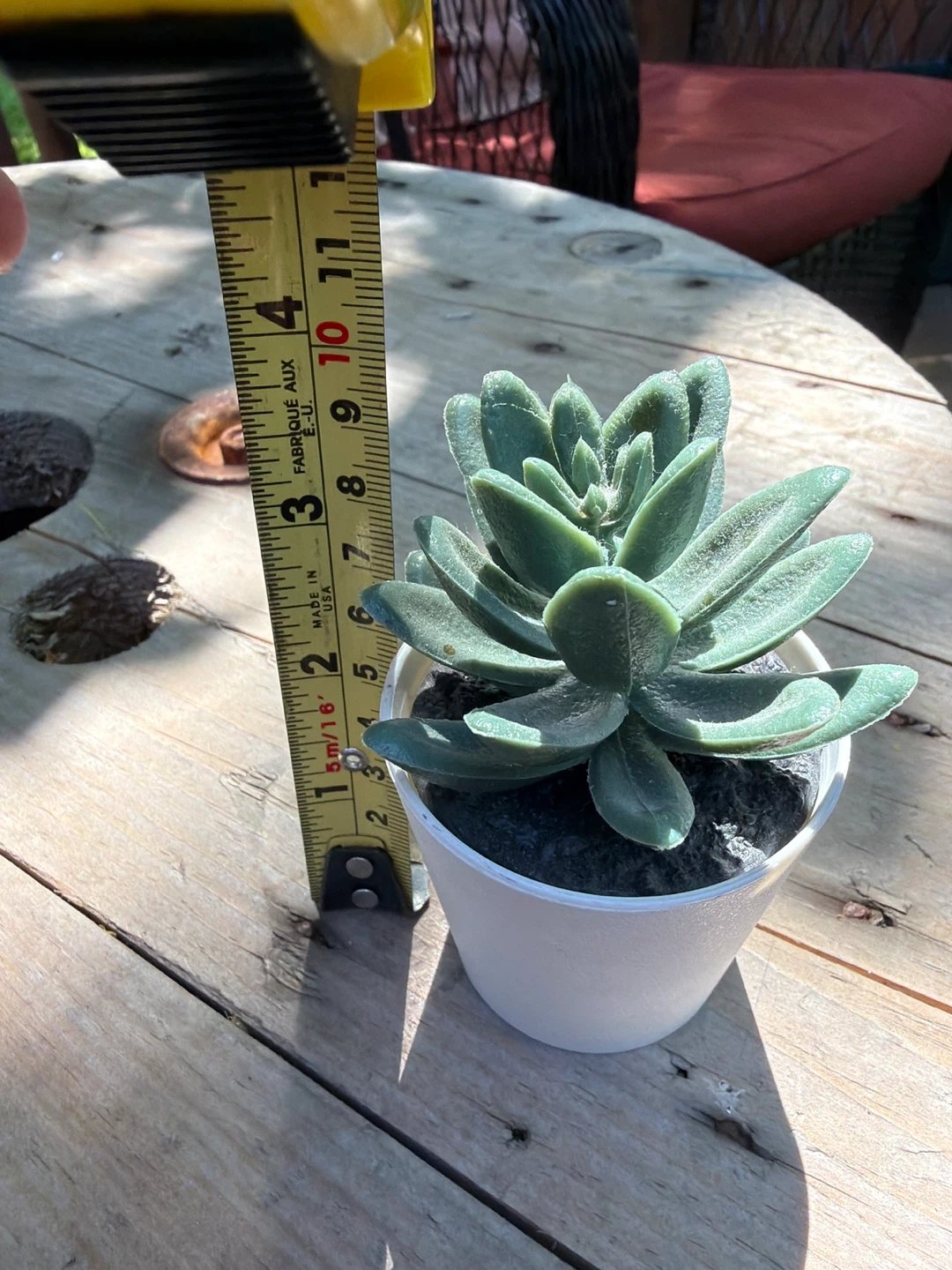 Faux Succulent Plant in White Pot - photo 5