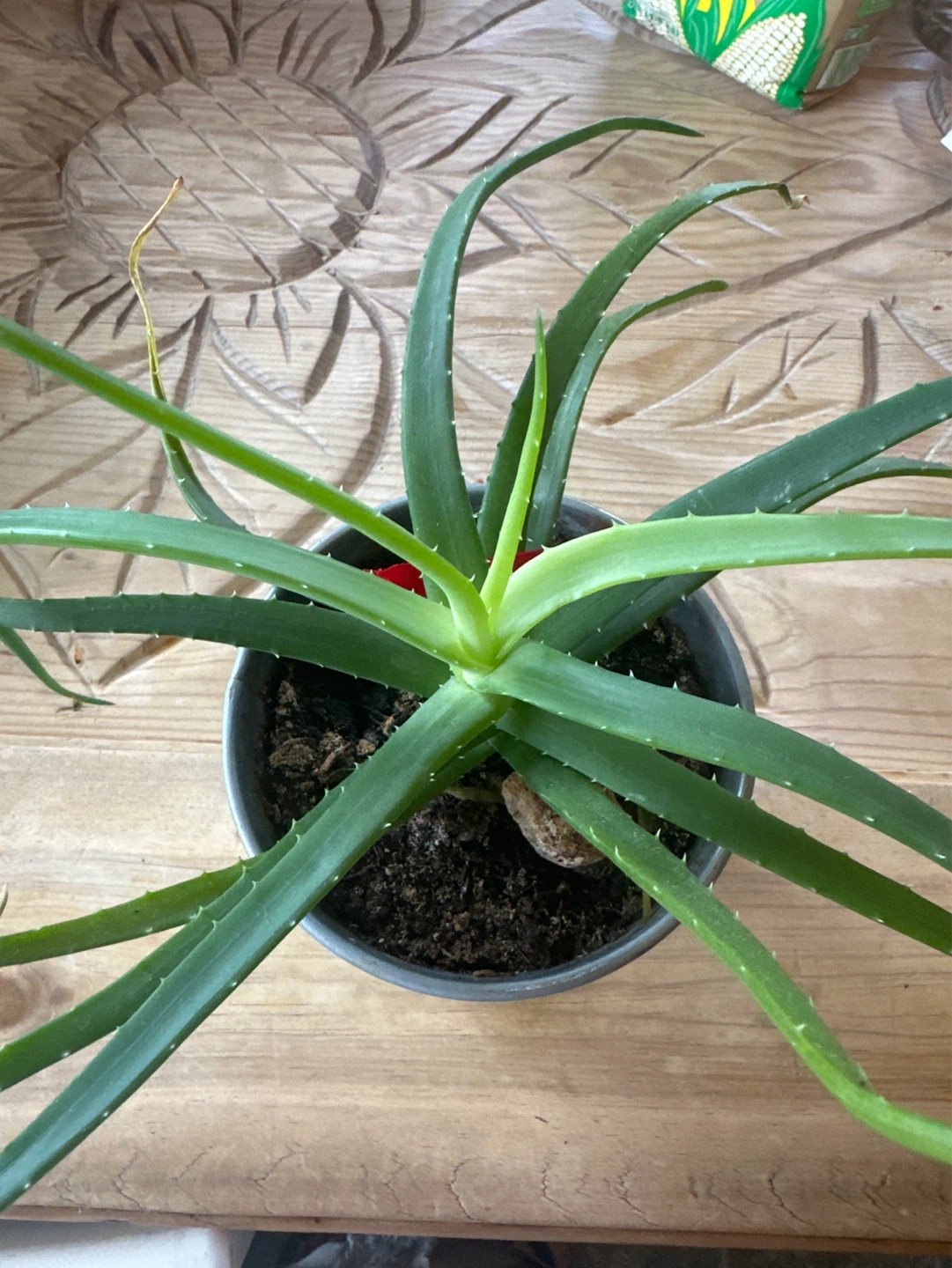 Aloe Vera Plant in Galvanized Pot