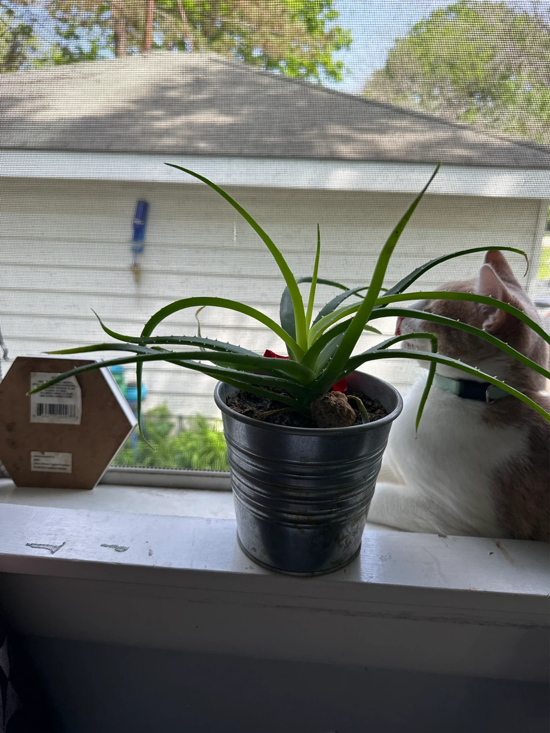 Aloe Vera Plant in Galvanized Pot - photo 2