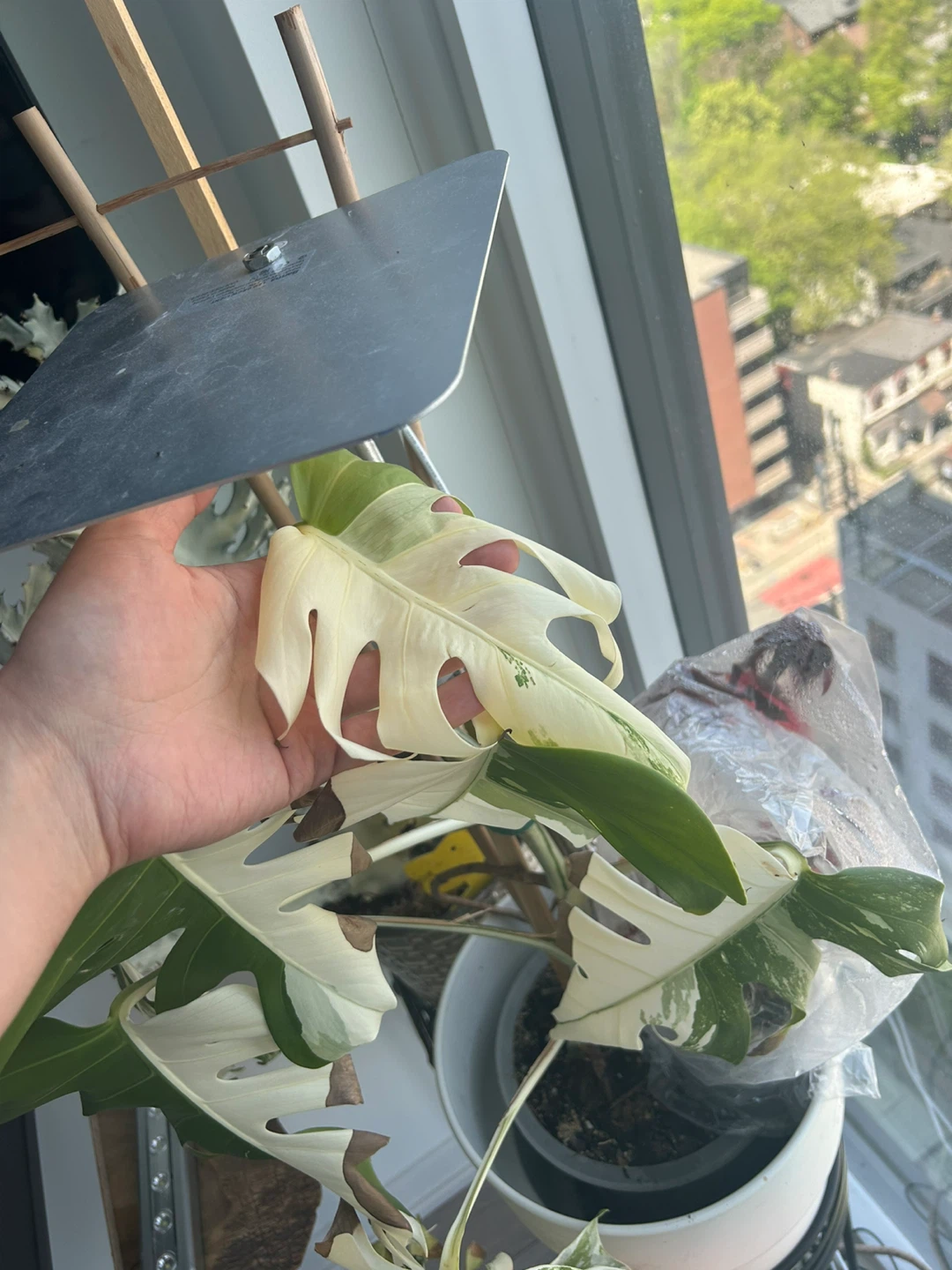 Monstera Albo Variegata Plant - photo 2