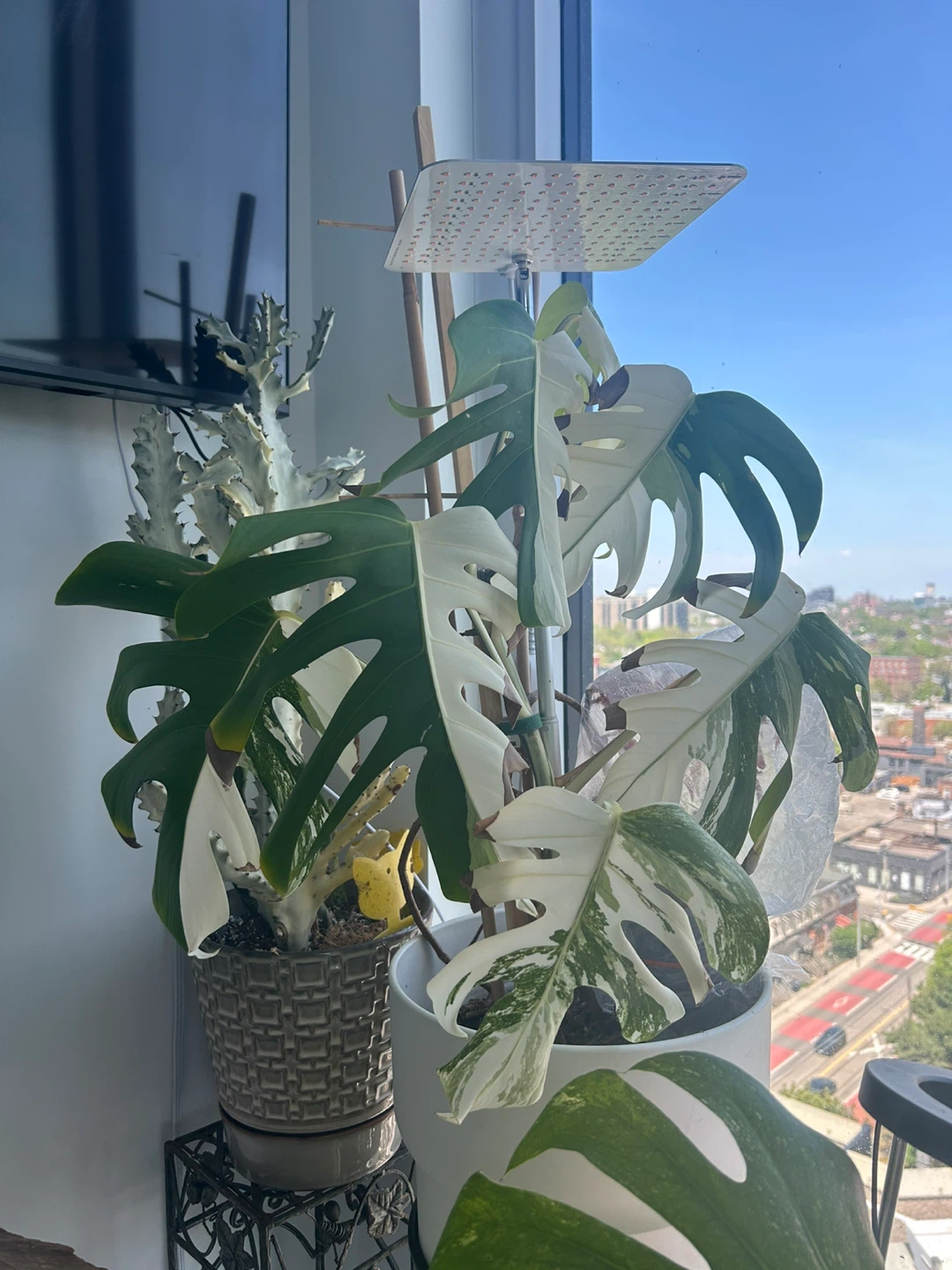 Monstera Albo Variegata Plant
