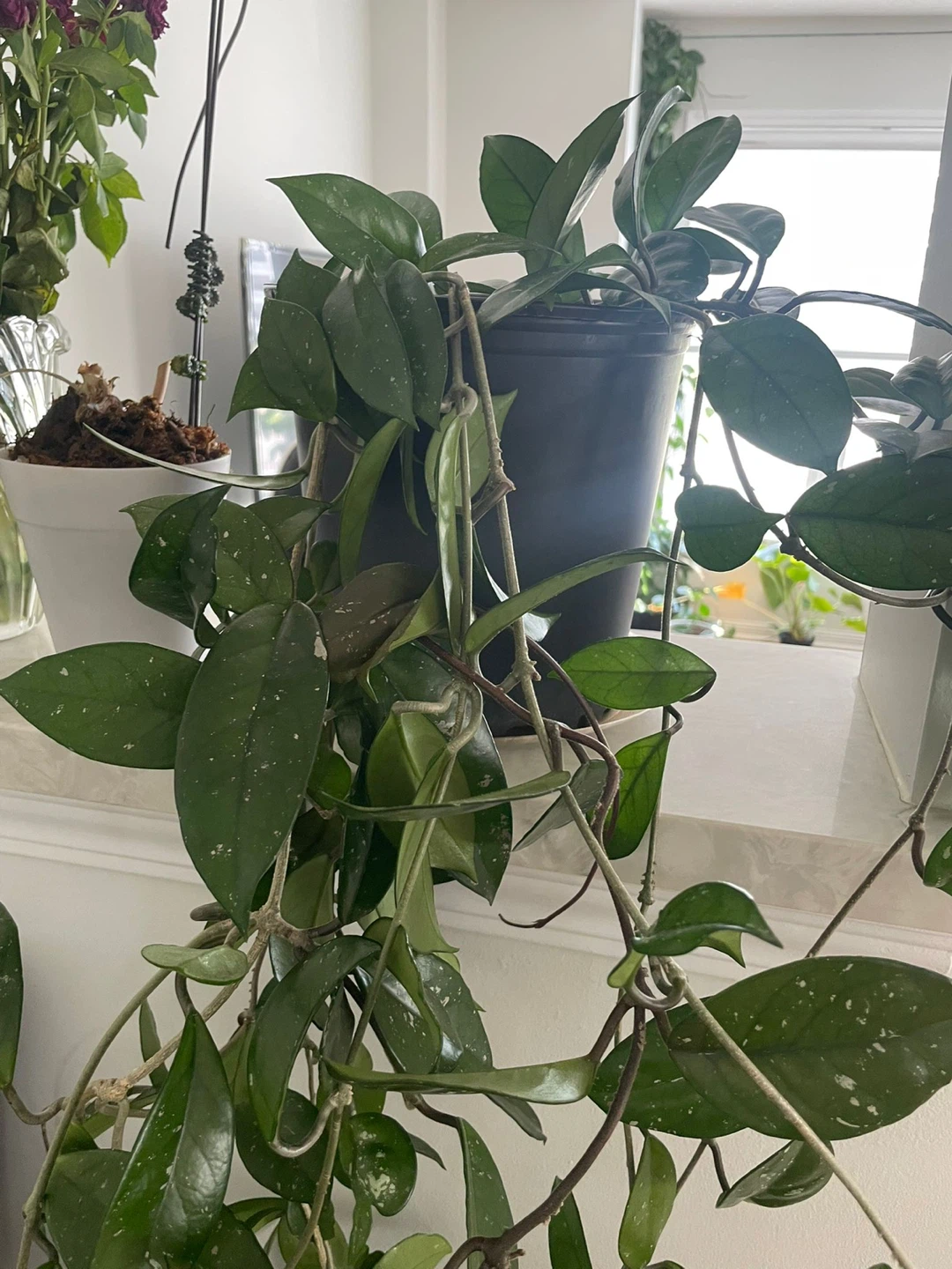 Hoya Carnosa 'Krimson Queen' Plant - photo 4