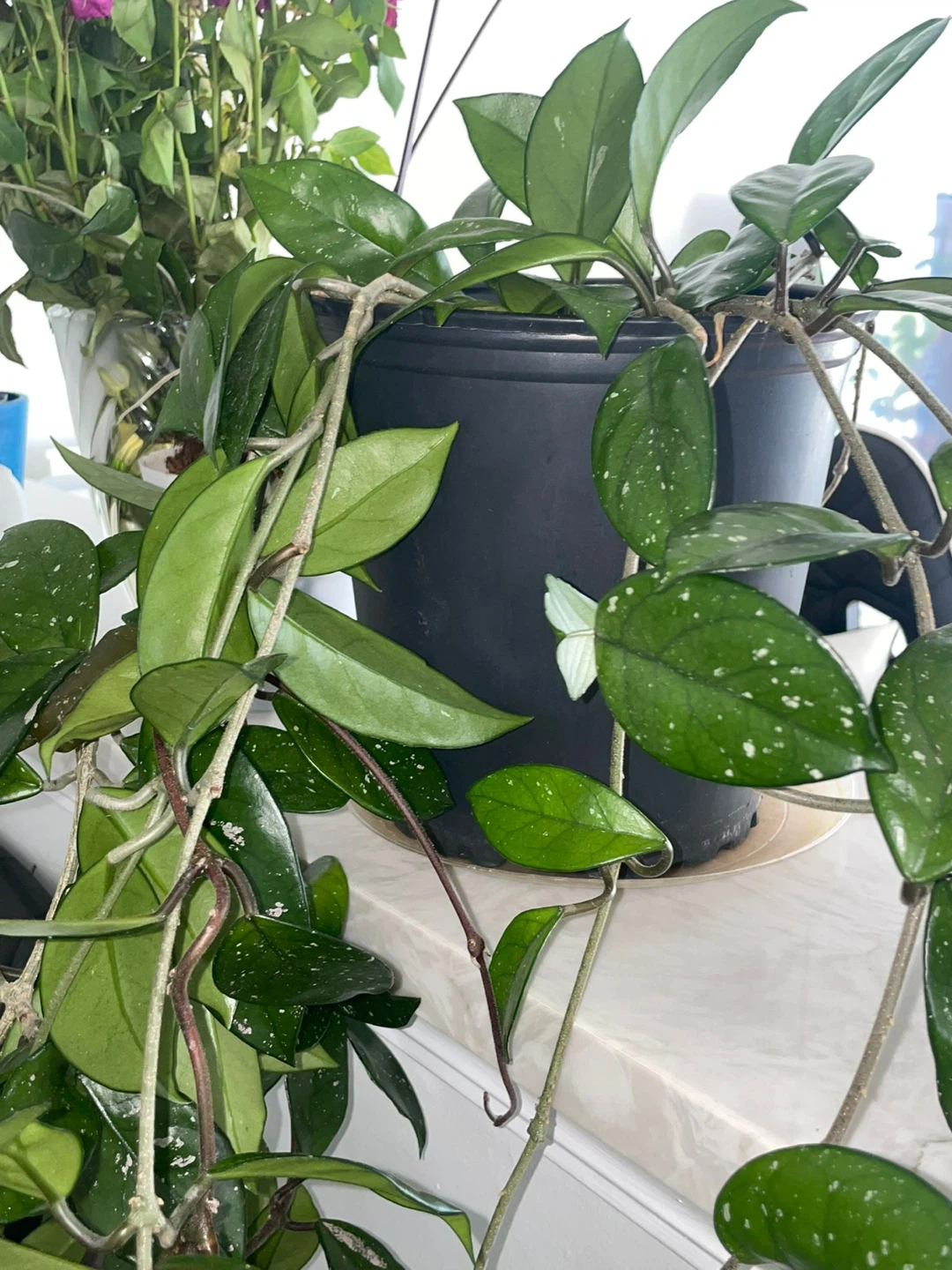 Hoya Carnosa 'Krimson Queen' Plant