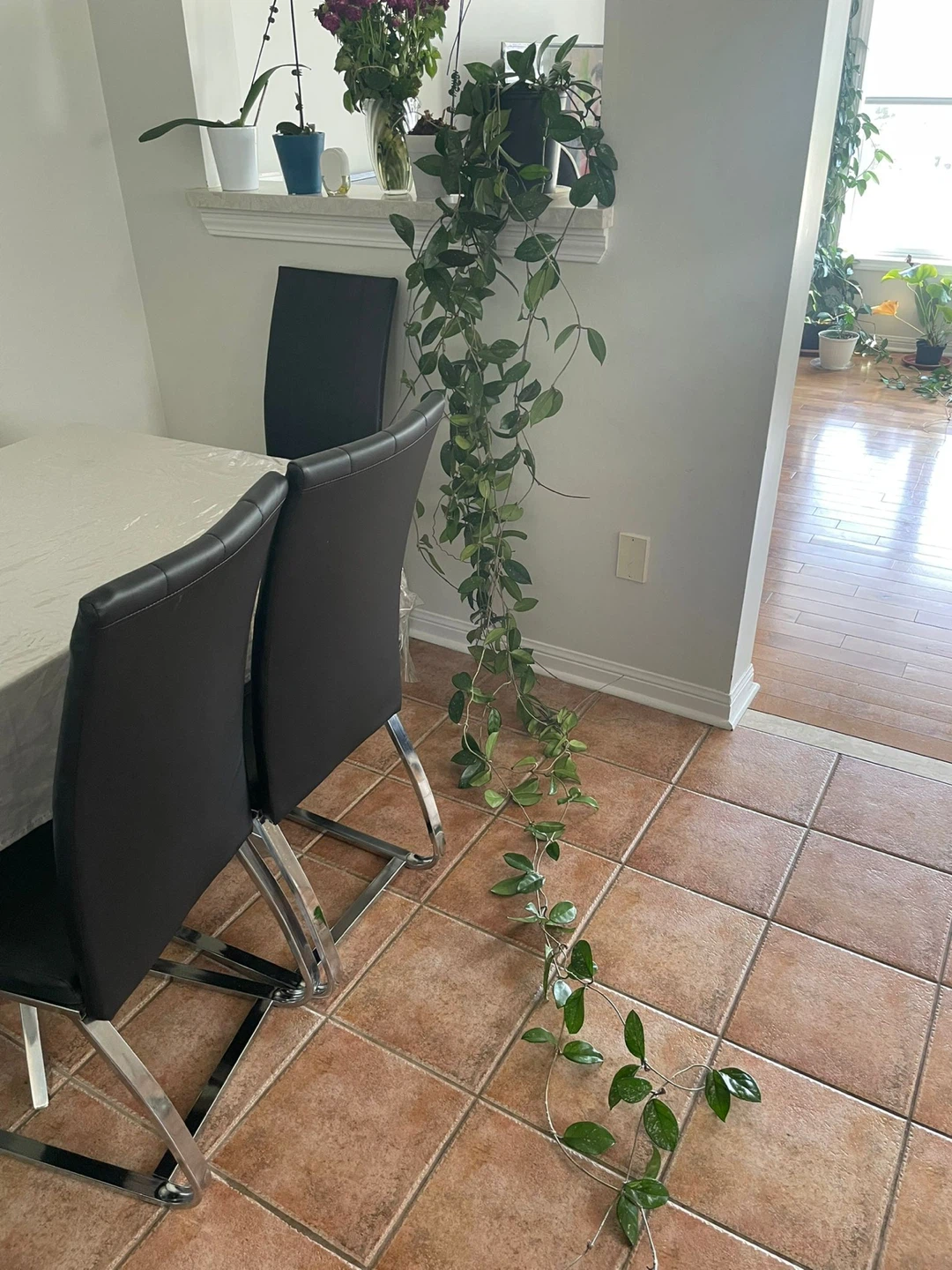 Hoya Carnosa 'Krimson Queen' Plant - photo 3